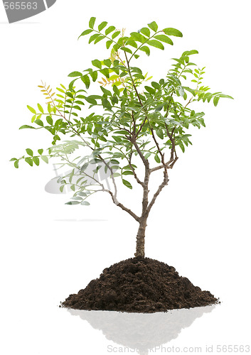 Image of bonsai