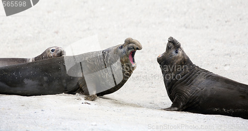 Image of Elephant seals