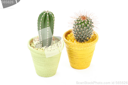 Image of cactus