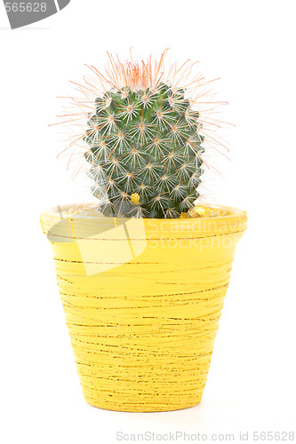 Image of cactus