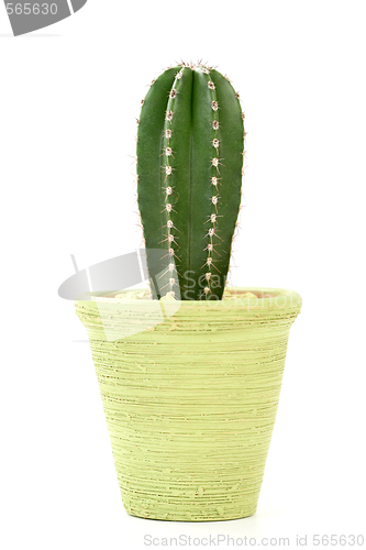 Image of cactus