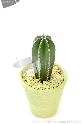 Image of cactus