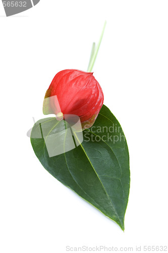 Image of red flower