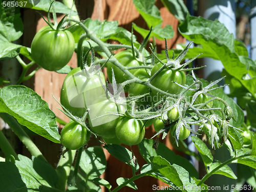 Image of Young Garden Tomatoes