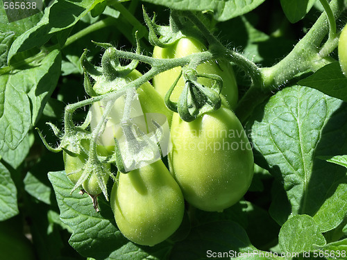 Image of Green Tomatoes