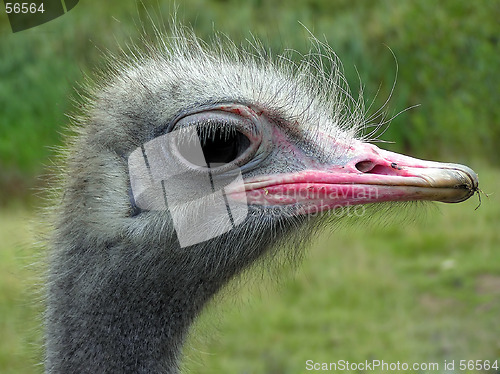 Image of Ostrich