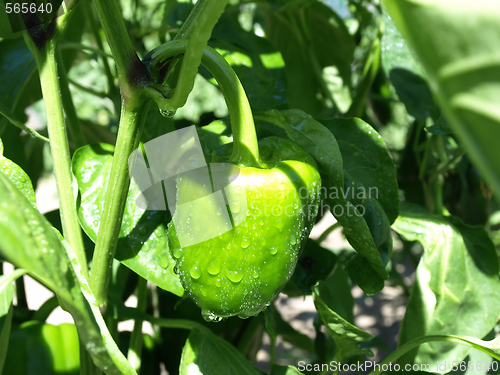 Image of Young Pepper on the Vine