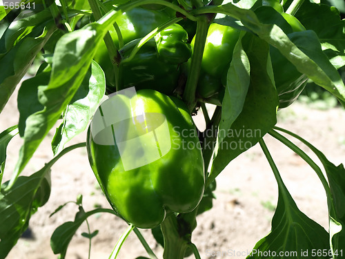 Image of Young Pepper on Vine