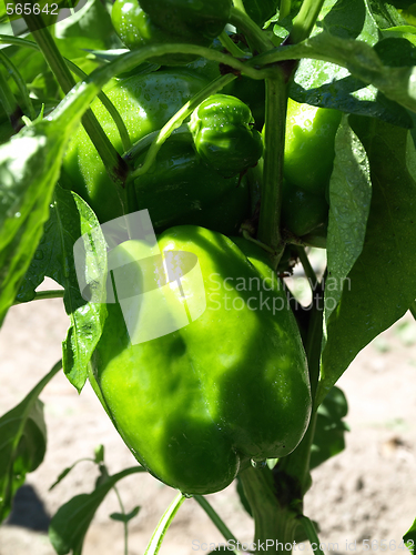 Image of Growing Young Pepper