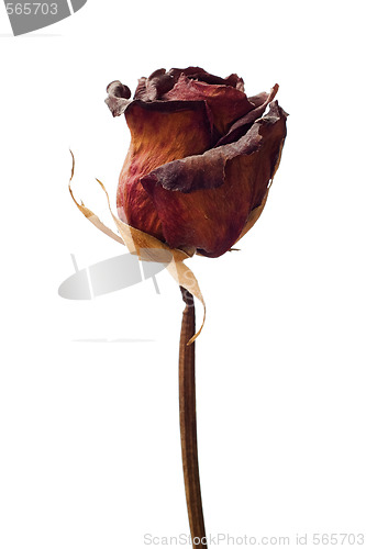 Image of Dried Weathered Rose