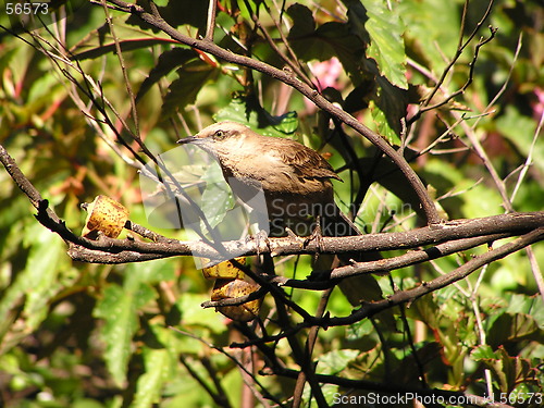 Image of Chalk-browed Mockingbird