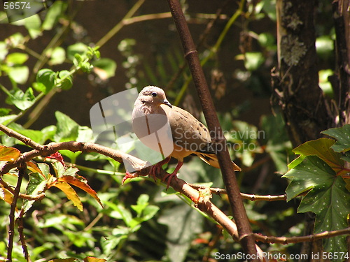 Image of Eared Dove