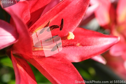 Image of red lily