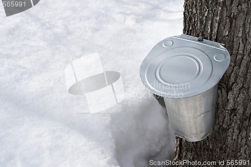 Image of Collecting maple sap in spring