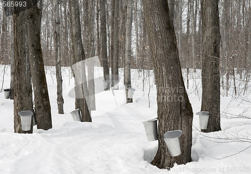 Image of Traditional maple syrup production