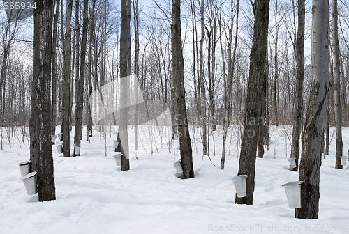 Image of Maple syrup season in Canada