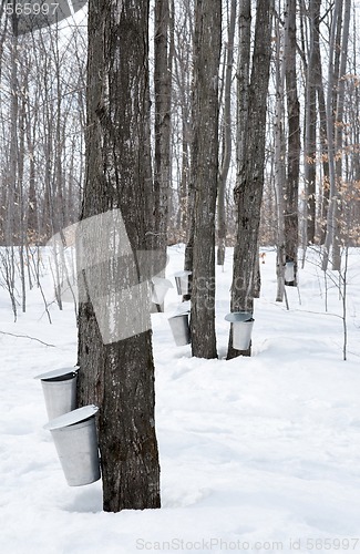 Image of Collecting sap for maple syrup production