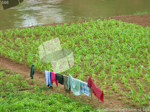 Image of Laundry in the fields. Luang Prabang. Laos