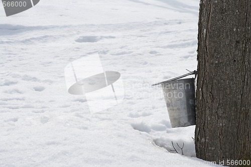 Image of Pail for collecting maple sap attached to a tree
