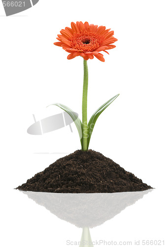 Image of flower