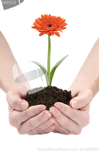 Image of flower