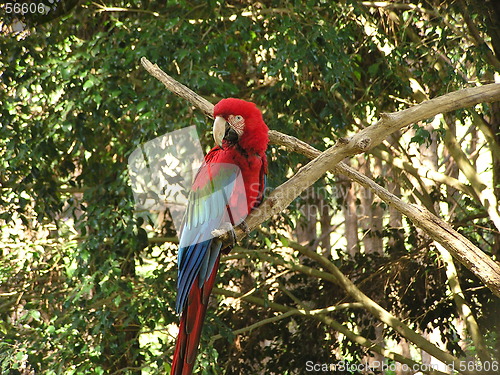 Image of Red-and-green Macaw