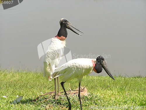 Image of Jabiru Stork
