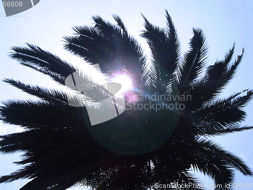 Image of palm tree