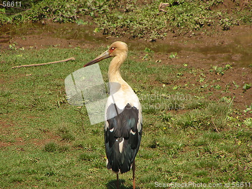 Image of Maguari Stork