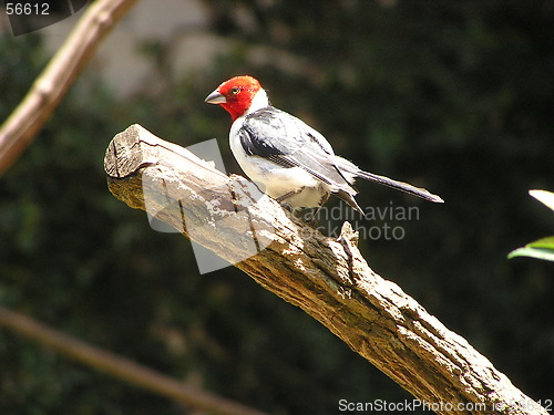 Image of Red-cowled Cardinal