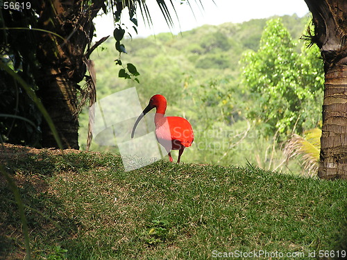 Image of Scarlet Ibis