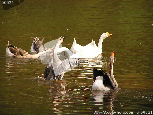 Image of Chineese Geese