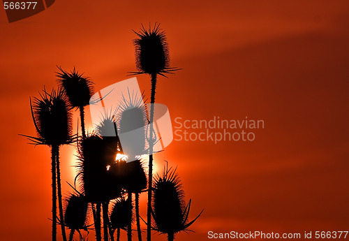 Image of Thorny sunset