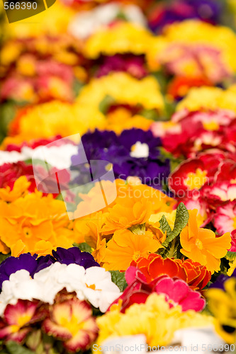 Image of flowers