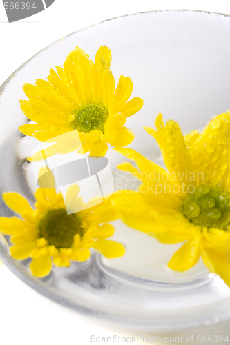 Image of yellow flowers