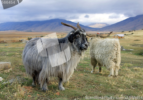 Image of Goat