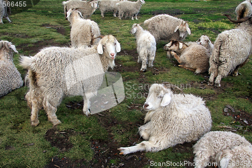 Image of Sheep