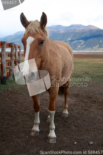 Image of Horse