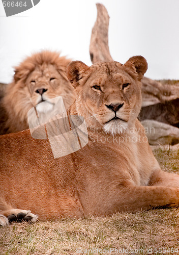 Image of Lion Couple