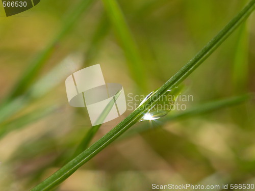 Image of Morning dew drop