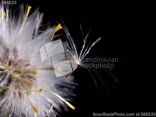 Image of Dandelion macro