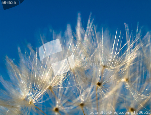 Image of Dandelion macro