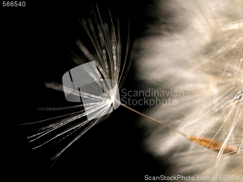 Image of Dandelion seed
