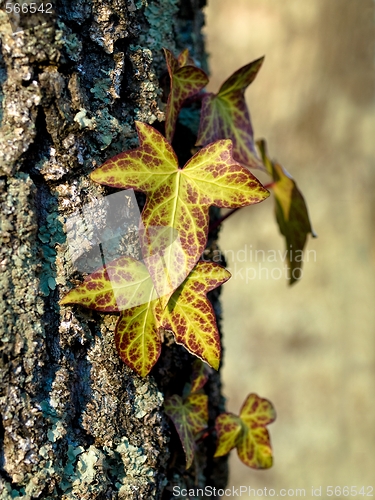 Image of Leaves on tree
