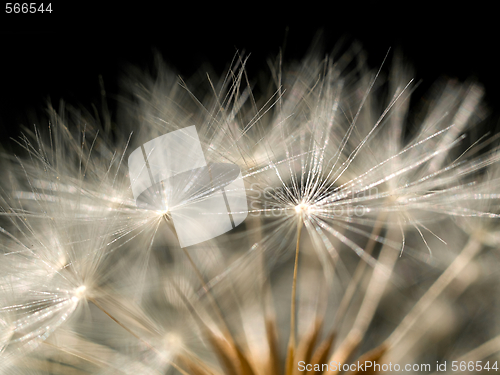 Image of Dandelion macro