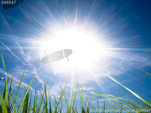 Image of Beautiful fresh grass against sun at spring