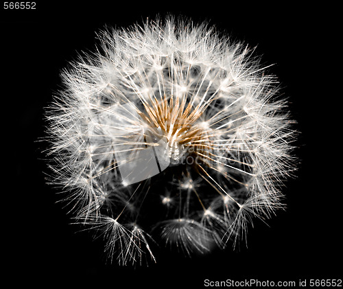 Image of Dandelion on black
