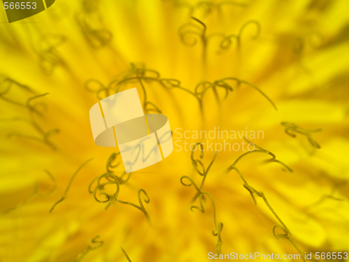 Image of Dandelion flowerhead