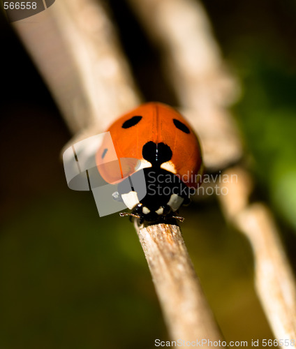 Image of Red ladybug macro