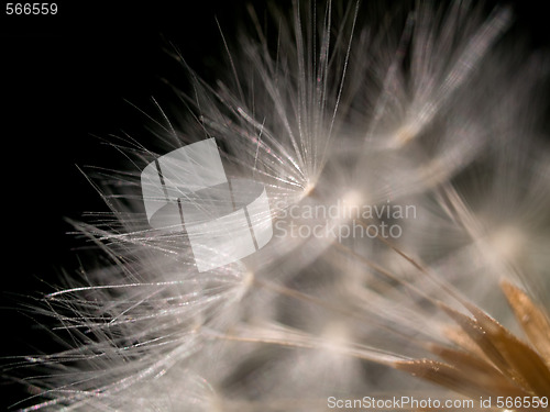Image of Dandelion macro